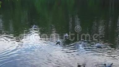 <strong>海鸥</strong>和鸭子在城市池塘上空飞行的慢动作<strong>视频</strong>